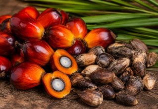 Palm Kernel